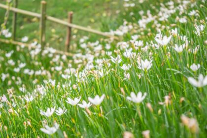 Bando Welfare di comunità e generativo 2021