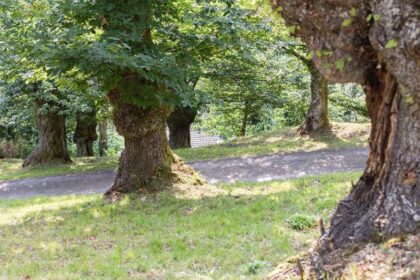 La “Corona di Matilde – Alto Reno terra di Castagni” è il primo paesaggio rurale di interesse storico-culturale dell’Appennino bolognese tutelato dal Ministero delle Politiche Agricole Alimentari e Forestali