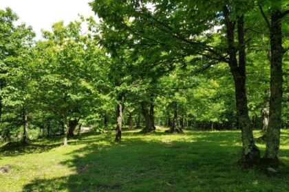 Il Castagneto Didattico Sperimentale di Granaglione istituito Centro Nazionale per lo studio e la conservazione della Biodiversità Forestale